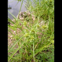 Cyperus Eragrostis (fam Cyperacees) (amerique du nord) (2)
